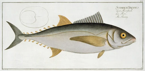 Tuna (Scomber Thynnus) plaat LV uit 